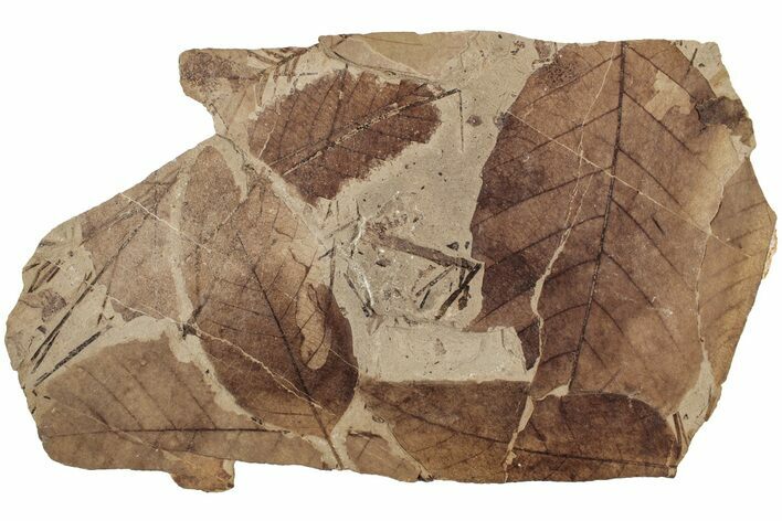 Fossil Leaves (Betula, Fagus, Pinus) - McAbee Fossil Beds, BC #224924